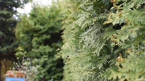 Pruning and shaping hedges. Stock Footage 106765793