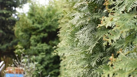 Pruning and shaping hedges. Stock Footage 106765842