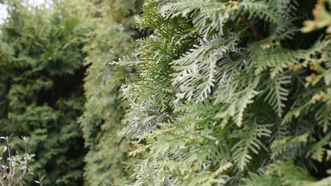 Pruning and shaping hedges. Stock Footage 106765968
