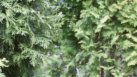 Pruning and shaping hedges. 스톡 동영상 106766009