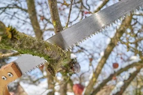 Pruning apple tree branches with a hand saw in winter, selective focus. Stock Photos