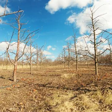 Pruning apple tree in orchard. A apple orchard in the sun on a blue sky day. Stock Photos