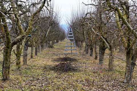Pruning apple tree in orchard in winter, agriculture concept Stock Photos