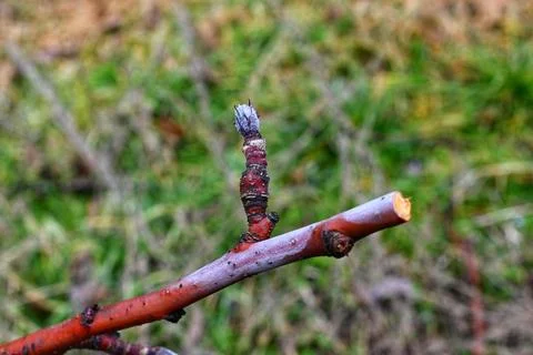 Pruning apple tree in orchard in winter, agriculture concept Stock Photos