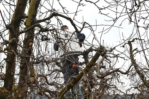 Pruning apple tree in orchard in winter, agriculture concept Stock Photos