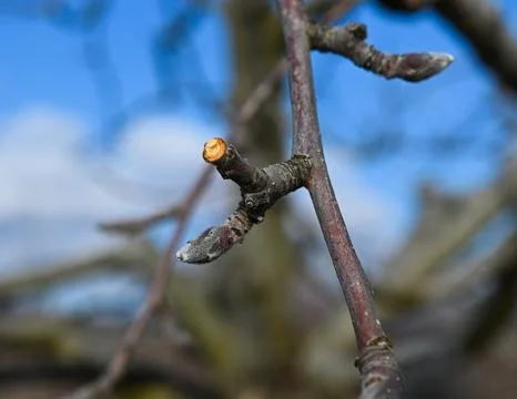 Pruning apple tree in orchard in winter, agriculture concept Stock Photos