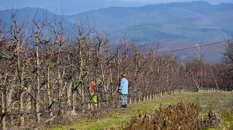 Pruning apple tree in orchard in winter, agriculture concept Stock Photos