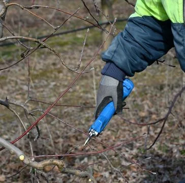 Pruning apple tree in orchard in winter, agriculture concept Stock Photos