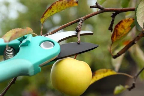Pruning apple from tree by secateurs outdoors, closeup Stock Photos