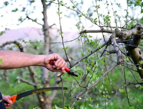 Pruning apple tree in spring, Stock Photos