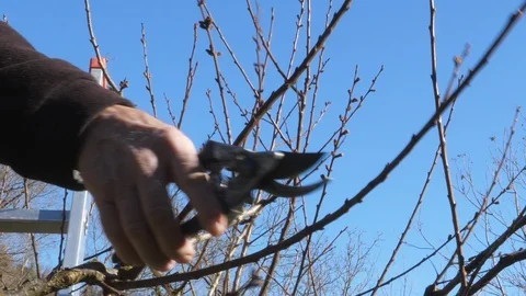 Pruning apricot plant branch in springtime Stock Footage 87121499