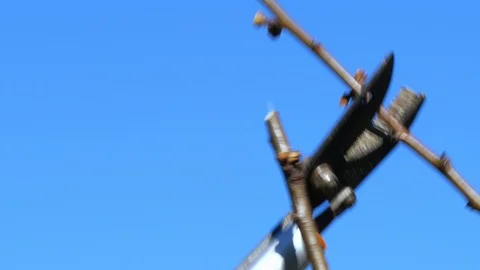 Pruning apricot plant branch in springtime Stock Footage 87121702