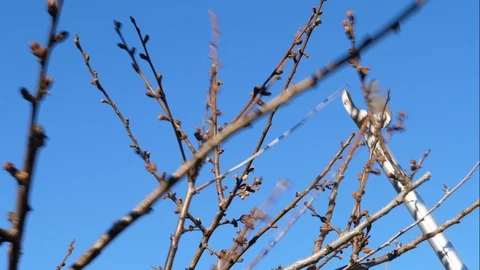Pruning apricot plant branch in springtime Stock Footage 87126069