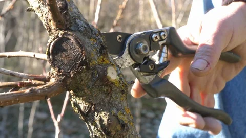 Pruning apricot plant in spring time Stock Footage 87120464