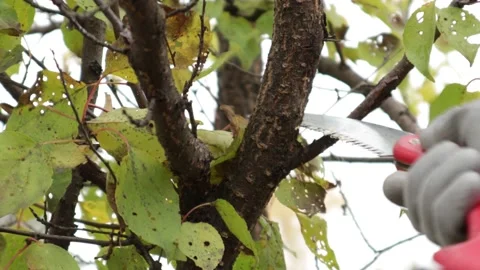 Pruning apricot tree in orchard. Man sawing off a branch of tree in apricot Stock Footage 166971300