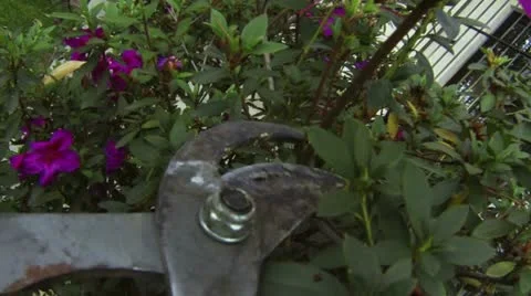 Pruning Azalea Branches 스톡 동영상 22038947