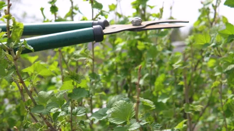 Pruning of black currant. Stock-Footage 90419263