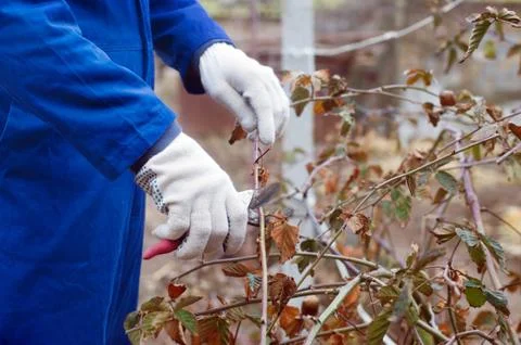 Pruning blackberry bush Stock Photos