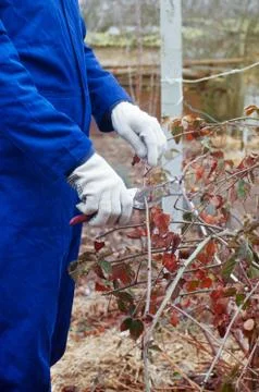 Pruning blackberry bush Stock Photos