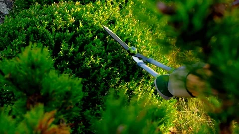 Pruning of boxwood.slow motion.Plant pruning. Stock Footage 195092061