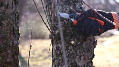 Pruning a branch and young shoots of trees with a pruner, close-up Stock-Footage 331430498