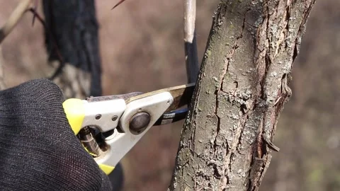 Pruning a branch and young shoots of trees with a pruner, close-up Stock-Footage 331430505