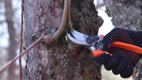 Pruning a branch and young shoots of trees with a pruner, close-up Video stock 331430517