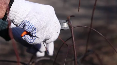 Pruning a branch and young shoots of trees with a pruner, close-up 스톡 동영상 331430534