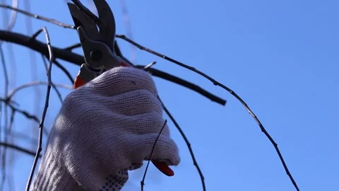 Pruning a branch and young shoots of trees with a pruner, close-up Stock-Footage 331430558