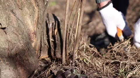 Pruning a branch and young shoots of trees with a pruner, close-up 스톡 동영상 331430559
