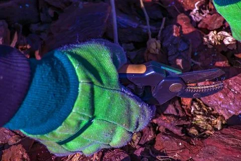 Pruning branches and pruning trees in the village. Pruning tree branches wi.. Stock Photos