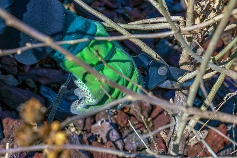 Pruning branches and pruning trees in the village. Stock Photos