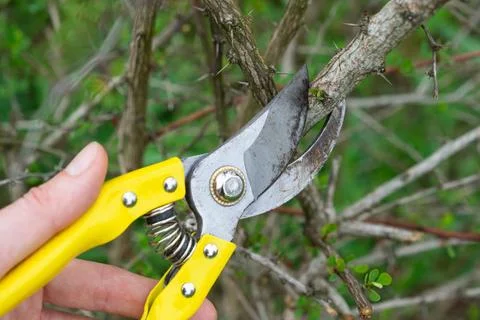 Pruning branches of the barberry bush with pruner shears in spring. The fo... Stock Photos
