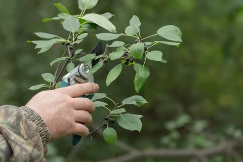 Pruning branches with garden shears, pruning shears in the hands of a gardener Stock Photos