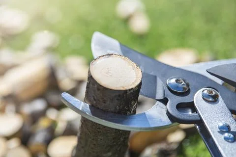 Pruning branches with garden shears. Tree care in the garden. Scissors for Stock Photos