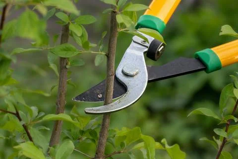 Pruning branches with a lopper.A man prunes branches in the garden.Spring wor Stock Photos