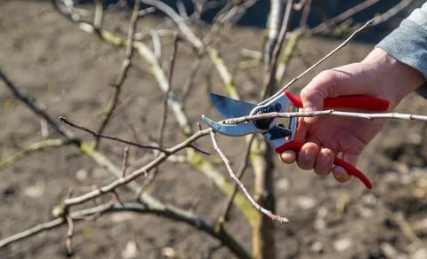 Pruning branches with pruning shears. Selective focus Foto stock