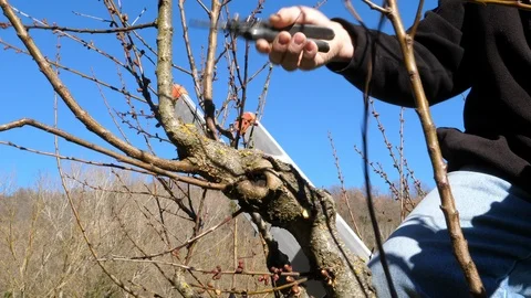 Pruning branches of tree in spring Stock Footage 87121859