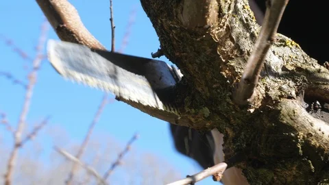 Pruning branches of trees in spring with hand saw Stock Footage 87126190