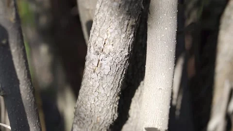 Pruning branches of trees in spring with hand saw, slow motion 動画素材 131163315