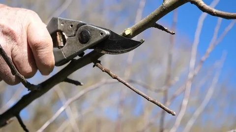 Pruning branches of trees in spring, slow motion Stock Footage 87122202