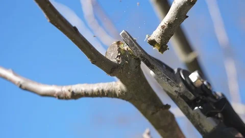 Pruning branches of trees in spring, slow motion Stock Footage 87126127