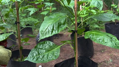Pruning Chili Trees in Garden Stock Footage 301467833