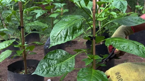 Pruning Chili Trees in Garden Stock Footage 301468235