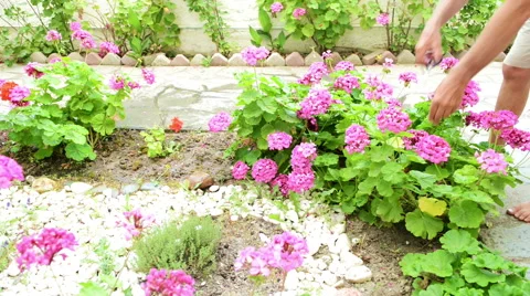 Pruning colourful flowers Stock Footage 45112562