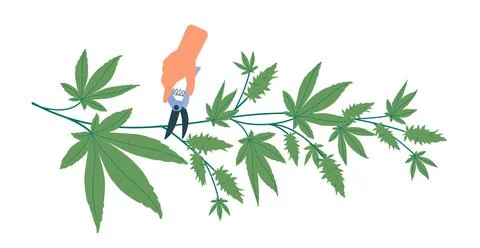Pruning cones from hemp bush. Preparation of cannabis for further use for Stock Illustration