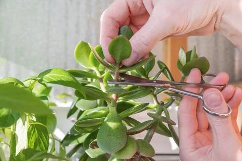 Pruning a crassula for proper decorative development. Stock Photos