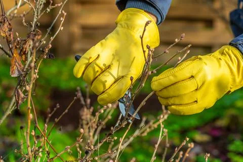 Pruning currant bushes in autumn. The pruner in the hands of the gardener. Stock Photos