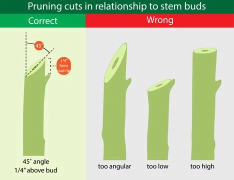 Pruning cuts in relationship to stem buds Stockillustratie