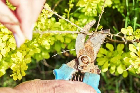 Pruning dead berberis branches with garden clippers Фото
